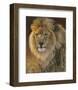 Power and Presence: African Lion-Joni Johnson-godsy-Framed Art Print