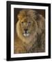 Power and Presence - African Lion-Joni Johnson-godsy-Framed Art Print