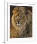 Power and Presence - African Lion-Joni Johnson-godsy-Framed Art Print