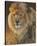 Power and Presence - African Lion-Joni Johnson-godsy-Stretched Canvas