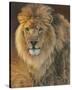 Power and Presence - African Lion-Joni Johnson-godsy-Stretched Canvas