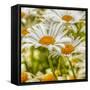 Power Flower-Viviane Fedieu Daniel-Framed Stretched Canvas