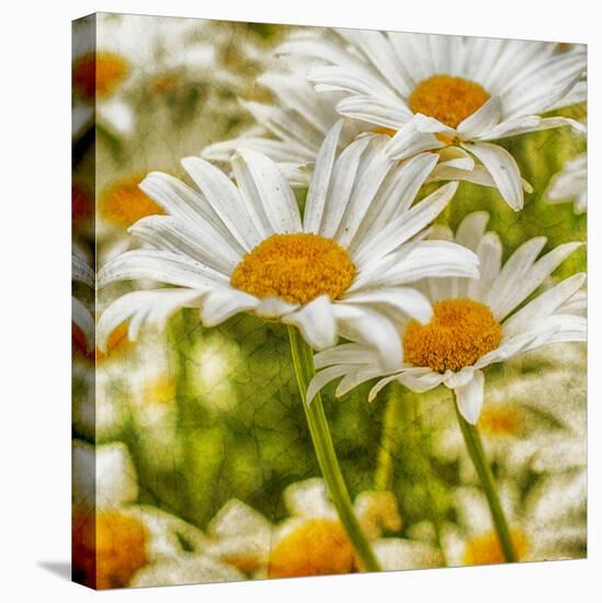 Power Flower-Viviane Fedieu Daniel-Stretched Canvas