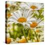 Power Flower-Viviane Fedieu Daniel-Stretched Canvas