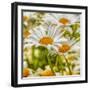 Power Flower-Viviane Fedieu Daniel-Framed Photographic Print