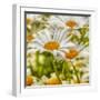 Power Flower-Viviane Fedieu Daniel-Framed Photographic Print