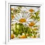 Power Flower-Viviane Fedieu Daniel-Framed Photographic Print