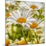 Power Flower-Viviane Fedieu Daniel-Mounted Photographic Print