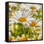 Power Flower-Viviane Fedieu Daniel-Framed Stretched Canvas