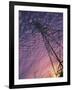 Power Line Tower-Mitch Diamond-Framed Photographic Print