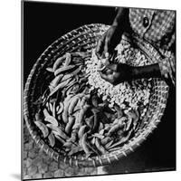 Powerful Hands of an African American Woman Shelling Butter Beans, aka Lima Beans, at City Market-Robert W^ Kelley-Mounted Photographic Print