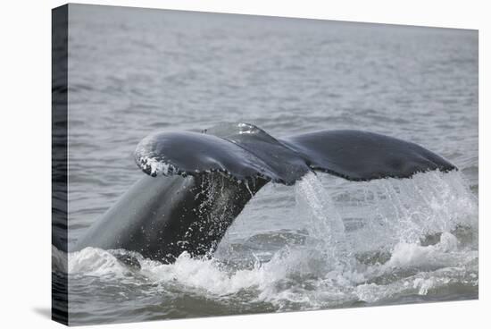 Powerful Tail of a Humpback Whale-DLILLC-Stretched Canvas