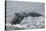 Powerful Tail of a Humpback Whale-DLILLC-Stretched Canvas