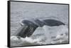 Powerful Tail of a Humpback Whale-DLILLC-Framed Stretched Canvas