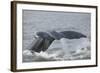 Powerful Tail of a Humpback Whale-DLILLC-Framed Photographic Print