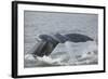 Powerful Tail of a Humpback Whale-DLILLC-Framed Photographic Print