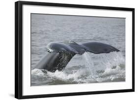 Powerful Tail of a Humpback Whale-DLILLC-Framed Photographic Print