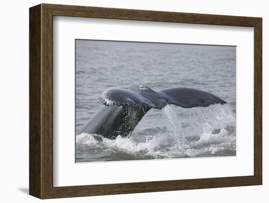 Powerful Tail of a Humpback Whale-DLILLC-Framed Photographic Print