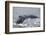 Powerful Tail of a Humpback Whale-DLILLC-Framed Photographic Print