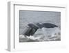 Powerful Tail of a Humpback Whale-DLILLC-Framed Photographic Print