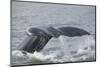 Powerful Tail of a Humpback Whale-DLILLC-Mounted Photographic Print