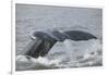 Powerful Tail of a Humpback Whale-DLILLC-Framed Photographic Print