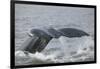 Powerful Tail of a Humpback Whale-DLILLC-Framed Photographic Print