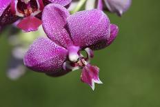 Orchid Flower - Closeup-ppart-Photographic Print