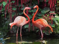 Flamingo Couple-pr2is-Photographic Print