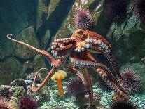 Giant Pacific Octopus-pr2is-Mounted Photographic Print