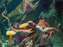 Giant Pacific Octopus-pr2is-Photographic Print