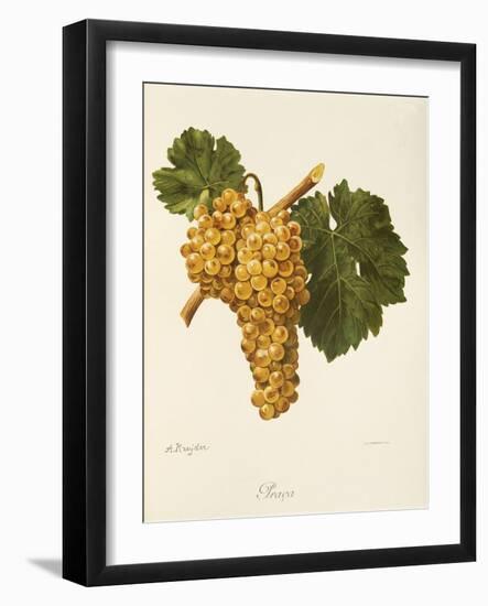 Praca Grape-A. Kreyder-Framed Giclee Print