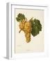 Praca Grape-A. Kreyder-Framed Giclee Print