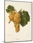 Praca Grape-A. Kreyder-Mounted Giclee Print