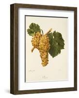 Praca Grape-A. Kreyder-Framed Giclee Print