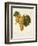 Praca Grape-A. Kreyder-Framed Giclee Print