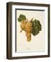 Praca Grape-A. Kreyder-Framed Giclee Print