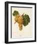 Praca Grape-A. Kreyder-Framed Giclee Print