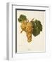 Praca Grape-A. Kreyder-Framed Giclee Print