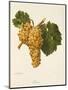 Praca Grape-A. Kreyder-Mounted Giclee Print