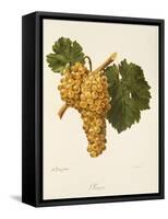 Praca Grape-A. Kreyder-Framed Stretched Canvas