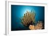 Prachthaarstern in the Reef, Oxycomanthus Bennetti, Ambon, the Moluccas, Indonesia-Reinhard Dirscherl-Framed Photographic Print