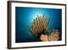 Prachthaarstern in the Reef, Oxycomanthus Bennetti, Ambon, the Moluccas, Indonesia-Reinhard Dirscherl-Framed Photographic Print