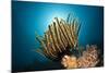 Prachthaarstern in the Reef, Oxycomanthus Bennetti, Ambon, the Moluccas, Indonesia-Reinhard Dirscherl-Mounted Photographic Print