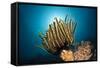 Prachthaarstern in the Reef, Oxycomanthus Bennetti, Ambon, the Moluccas, Indonesia-Reinhard Dirscherl-Framed Stretched Canvas