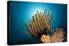 Prachthaarstern in the Reef, Oxycomanthus Bennetti, Ambon, the Moluccas, Indonesia-Reinhard Dirscherl-Stretched Canvas