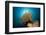 Prachthaarstern in the Reef, Oxycomanthus Bennetti, Ambon, the Moluccas, Indonesia-Reinhard Dirscherl-Framed Photographic Print