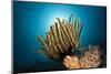 Prachthaarstern in the Reef, Oxycomanthus Bennetti, Ambon, the Moluccas, Indonesia-Reinhard Dirscherl-Mounted Photographic Print