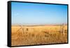 Prairie Blessing-tomofbluesprings-Framed Stretched Canvas