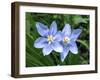 Prairie celestial, Nemastylis geminflora-Michael Scheufler-Framed Photographic Print